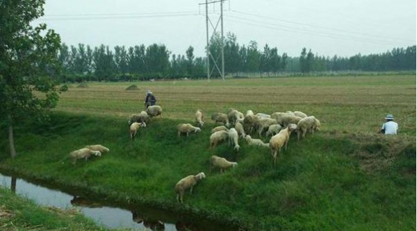 溫鐵軍談農(nóng)村養(yǎng)殖禁令 矯枉過正會危及民生